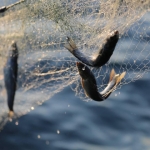 Van Gölü'nde İnci Kefali için ağlar son kez çekiliyor