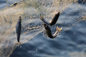 Van Gölü'nde İnci Kefali için ağlar son kez çekiliyor