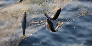 Van Gölü'nde İnci Kefali için ağlar son kez çekiliyor