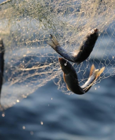 Van Gölü'nde İnci Kefali için ağlar son kez çekiliyor