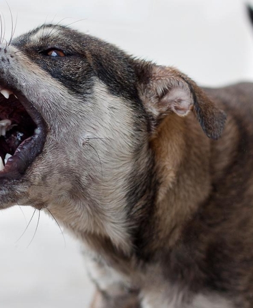 Van'da başıboş sokak köpekleri 2 çocuğa saldırdı: 5 yaşındaki çocuk hayatını kaybetti