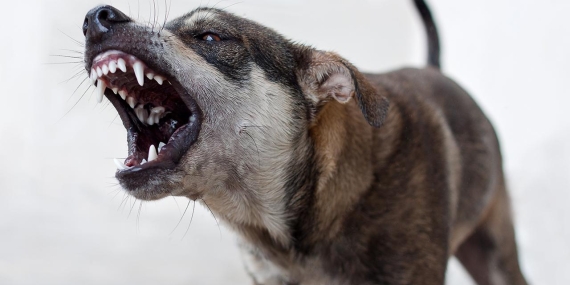 Van'da başıboş sokak köpekleri 2 çocuğa saldırdı: 5 yaşındaki çocuk hayatını kaybetti