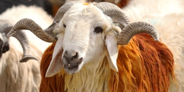 Vekalet yoluyla kurban kesim bedelleri belirlendi