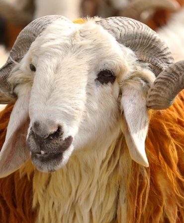 Vekalet yoluyla kurban kesim bedelleri belirlendi