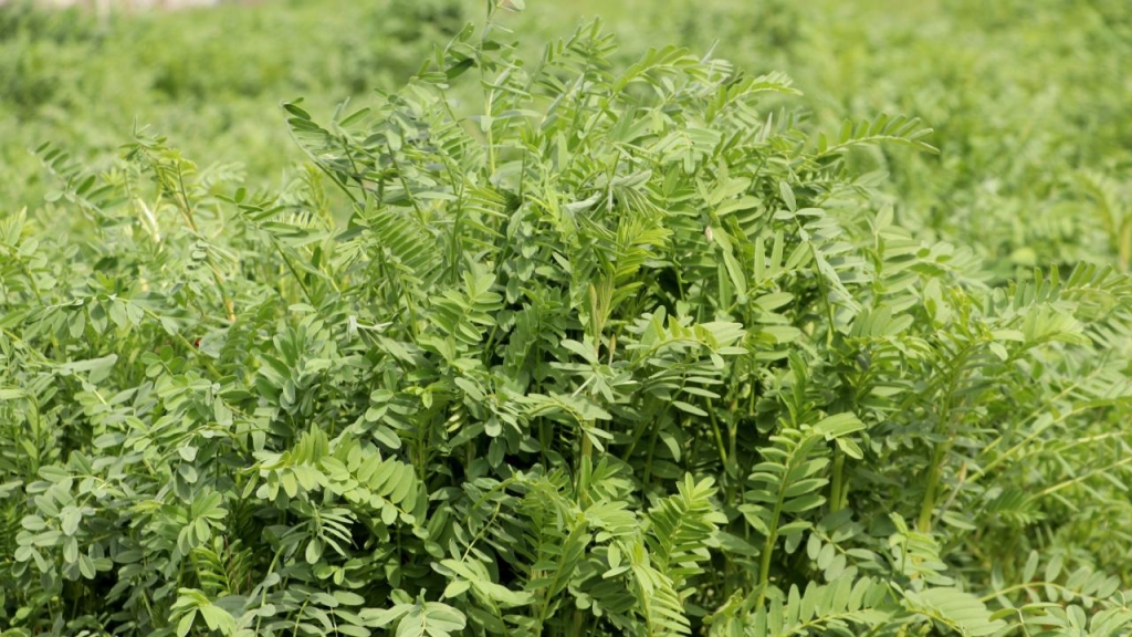 Yerli korunga NKÜ Efsane adıyla tescillendi