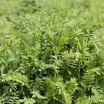 Yerli korunga NKÜ Efsane adıyla tescillendi