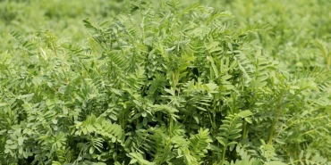 Yerli korunga NKÜ Efsane adıyla tescillendi