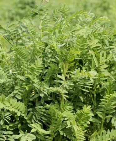 Yerli korunga NKÜ Efsane adıyla tescillendi