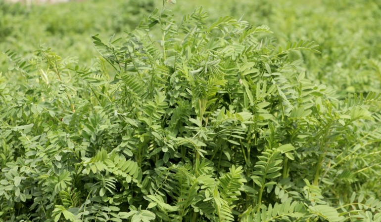 Yerli korunga NKÜ Efsane adıyla tescillendi