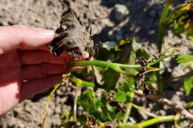 Yurdun kuzey kesimlerinde zirai don bekleniyor