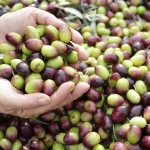 Zeytinyağı üretiminde Türkiye rüzgarı: Üretim yüzde 92 arttı