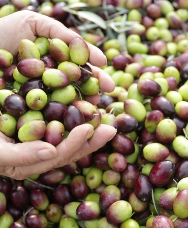 Zeytinyağı üretiminde Türkiye rüzgarı: Üretim yüzde 92 arttı