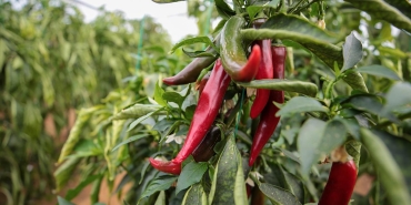 Zirai ilaçlara dijital takip: BReçete geliyor