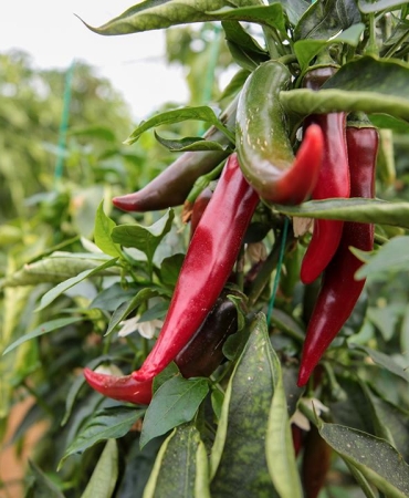 Zirai ilaçlara dijital takip: BReçete geliyor