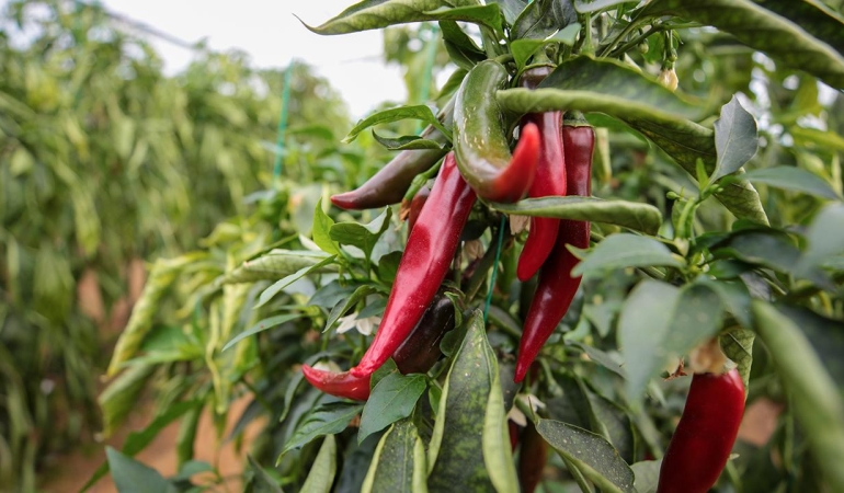 Zirai ilaçlara dijital takip: BReçete geliyor