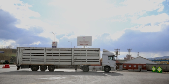 Batı illerine gönderilen kurbanlıklar Erzurum'da sıkı kontrolden geçiriliyor