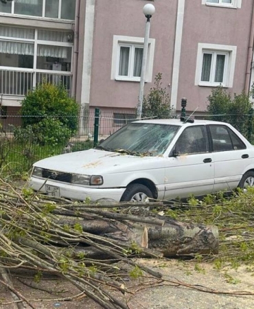 İstanbul'da şiddetli rüzgar nedeniyle ağaç devrildi