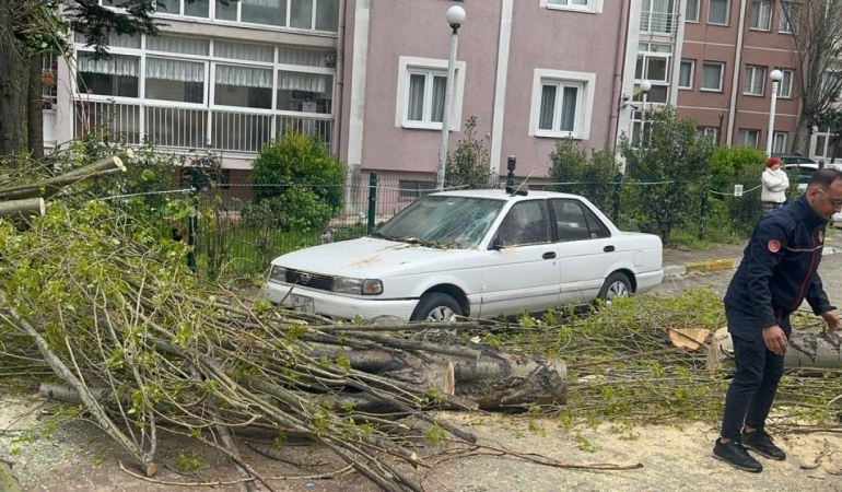 İstanbul'da şiddetli rüzgar nedeniyle ağaç devrildi
