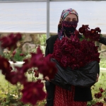 Karagülde hasat zamanı