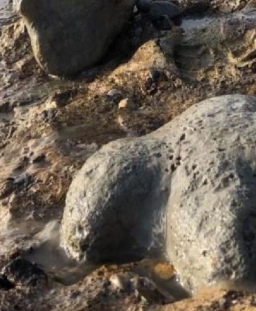 Tayland'da yeni bir dinozor türüne ait kalıntılar bulundu