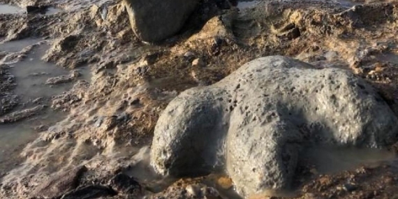Tayland’da yeni bir dinozor türüne ait kalıntılar bulundu
