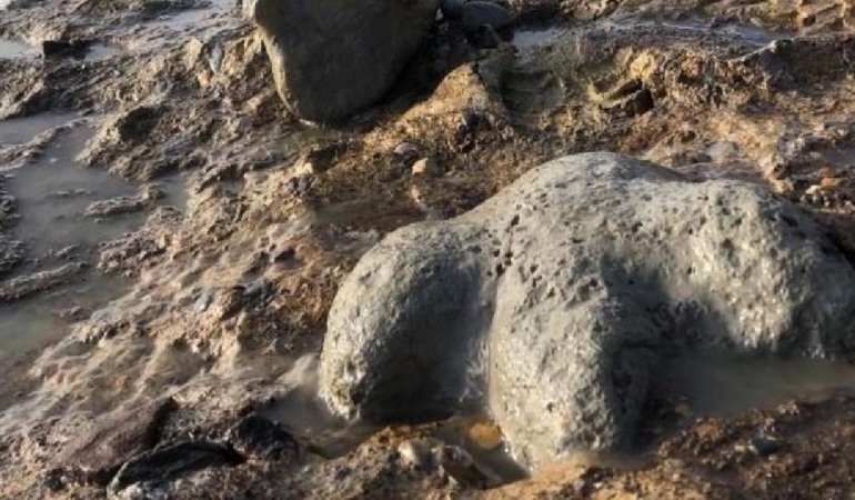 Tayland'da yeni bir dinozor türüne ait kalıntılar bulundu
