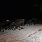 Tokat'ta Kelkit Çayı'nın debisi yükseldi, bir köy tahliye edildi