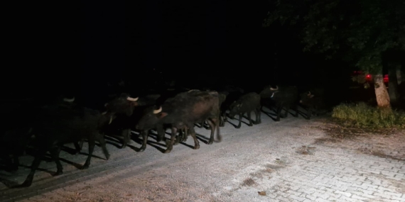 Tokat’ta Kelkit Çayı’nın debisi yükseldi, bir köy tahliye edildi
