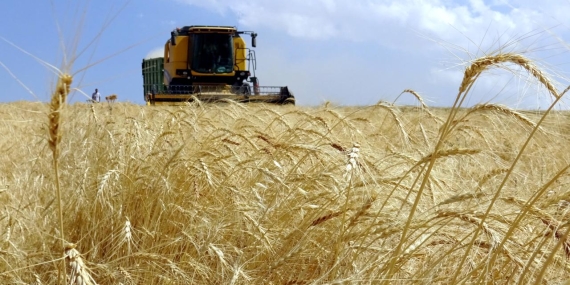 Yaklaşık 5,5 milyar lira tarımsal destekleme ödemesi bugün yapılacak