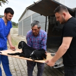 Yamaçtan düşen oğlak bacağına takılan pinle yeniden ayağa kalktı