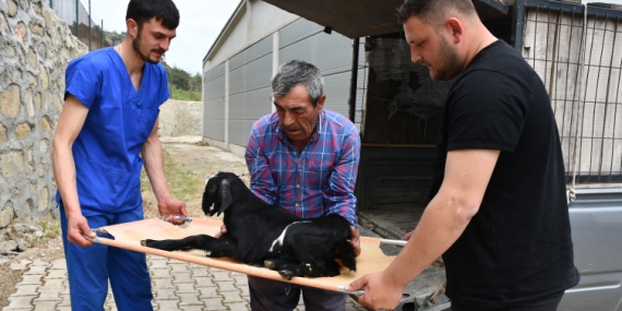 Yamaçtan düşen oğlak bacağına takılan pinle yeniden ayağa kalktı