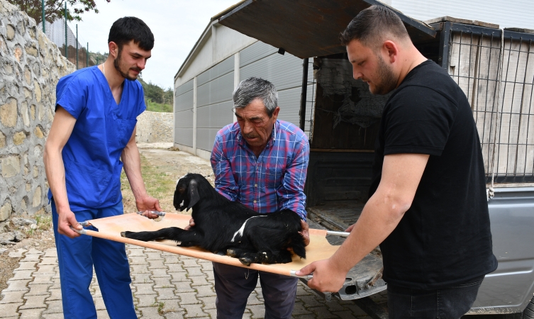 Yamaçtan düşen oğlak bacağına takılan pinle yeniden ayağa kalktı