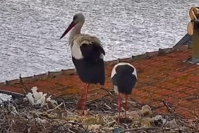Yuva şenlendi: Yaren leyleğin yavruları yumurtadan çıktı